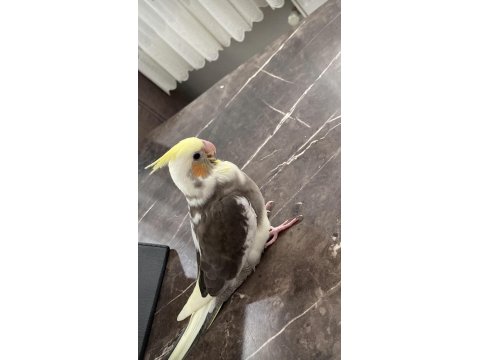 Yavru Sultan Papağanları