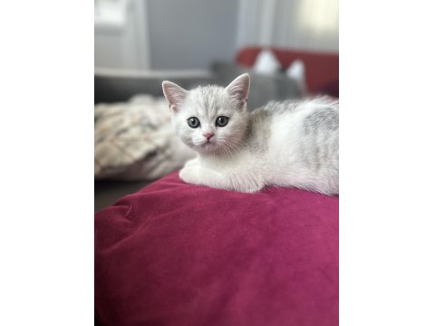 Yavru Erkek British Shorthair