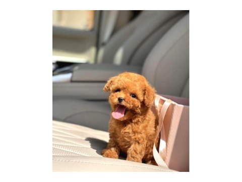 Toy Poodle Irkı Yavrular