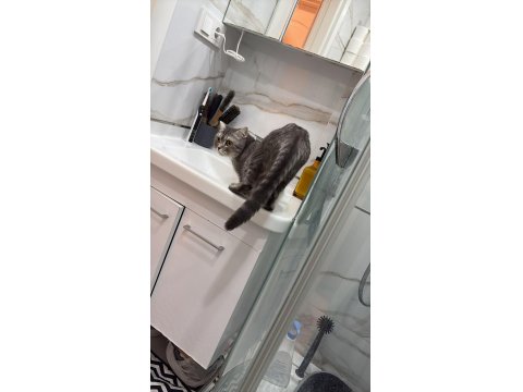 British Shorthair 2 Yaşında Dişi Kısırlaştırılmış