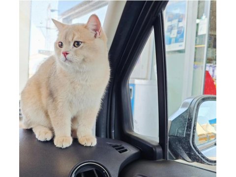 Safkan British Shorthair Ay11 Erkek