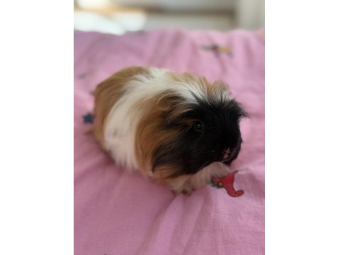 Bütün Eşyalarıyla Dişi Ve Erkek Safkan Guinea Pig