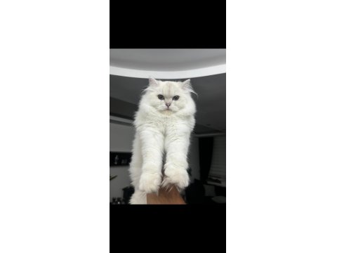 Beyaz British Longhair