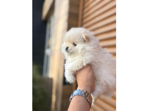 45 Günlük Erkek Pomeranian Boo