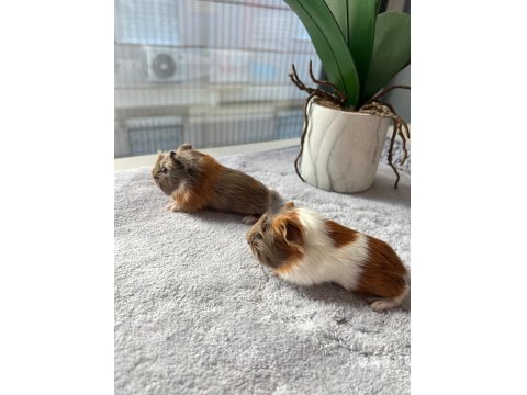 Her İle Dişi Erkek Coronet Guinea Pig Yavruları