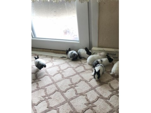 Yavru Tavşan Sahiplendirilir