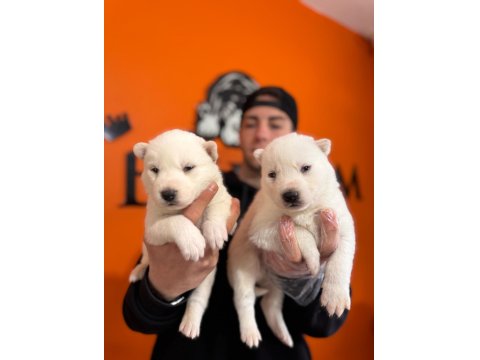 Burkem Ailesinden Maskeli Mavi Boncuk Husky