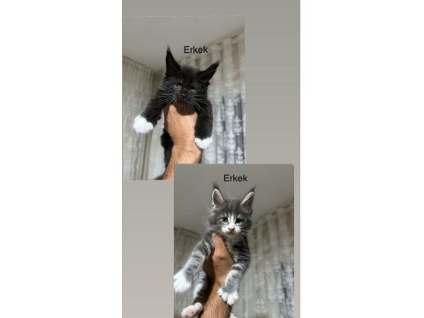 Dev Maine Coon Yavrular Yeni Yuvalarına Hazır