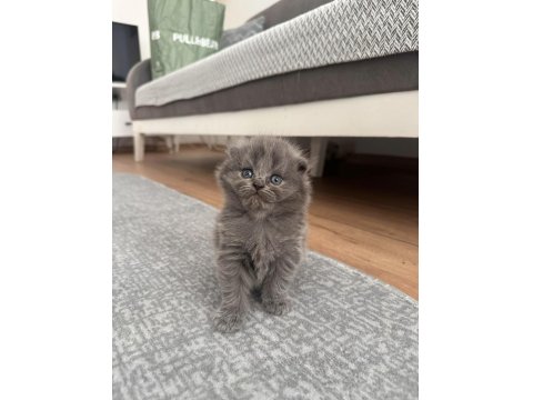 British/Scottish Yavrularımıza Yuva Arıyoruz