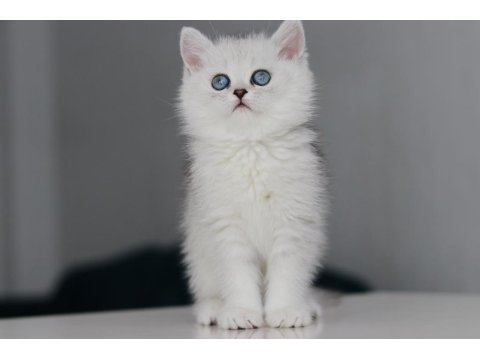 Full Şecereli Babadan Teslime Hazır Dişi British