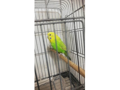 1 Yaş Civarında Dişi Muhabbet Kuşu