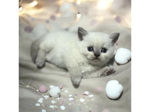 Sağlıklı Safkan Oyuncu British Shorthair Yavrular