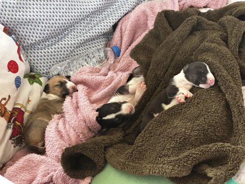 Türkiye’nin 2025 İlk Bull Terrier Yavruları İddia Ediyorum