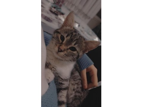 Kedimiz Paris İçin Yeni Ev Arıyoruz