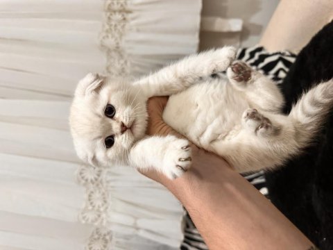 Teslime Hazır Scottish Fold Pamuk Gibiler