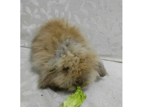 Hollanda Teddy Lop Tavşan