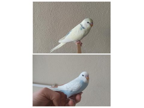 Yeni Yeme Düşmüş Uysal Renk Güzeli Yavru Muhabbetler