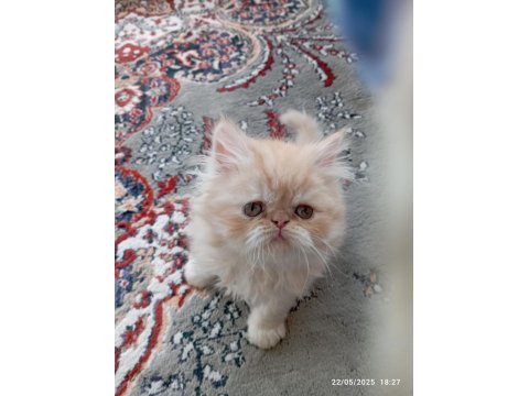 İran Persian Longhair