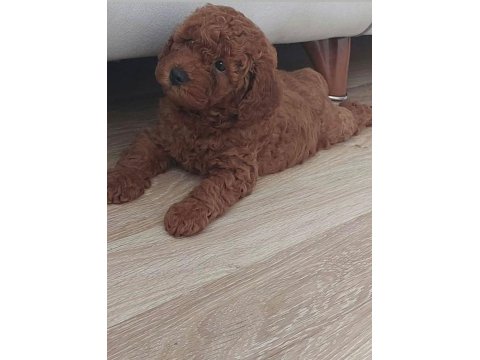 Birbirinden Güzel Toy Poodle Bebeklerimiz