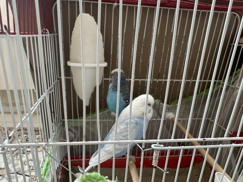 Hazır Jumbo Muhabbet Kuşları