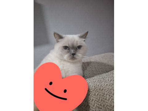 Blue Point British Shorthair