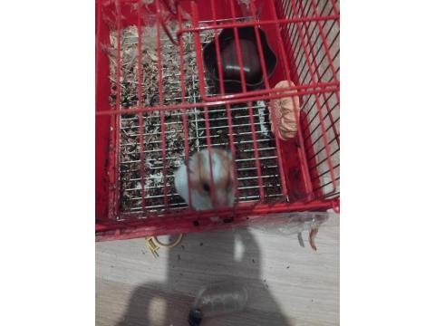 Suriye Hamster Kafesiyle Birlikte