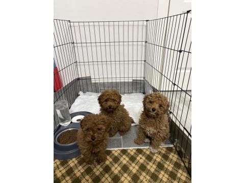 Toy Poodle Dişi Ve Erkek Teslime Hazır Yavrular