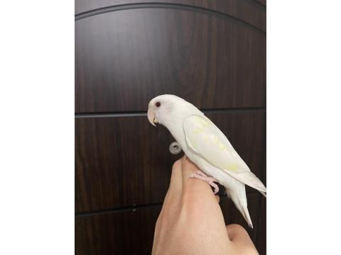 Yavru Sevda Papağanı 5-6 Aylık