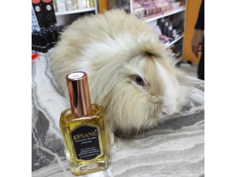 Hollanda Teddy Lop Tavşanı