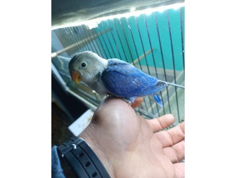 Cennet Yavru El Besleme İsteyene Hazır Takım Olarak