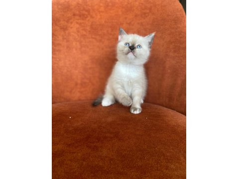 Brıtısh Shorthair Blue Point Dişi