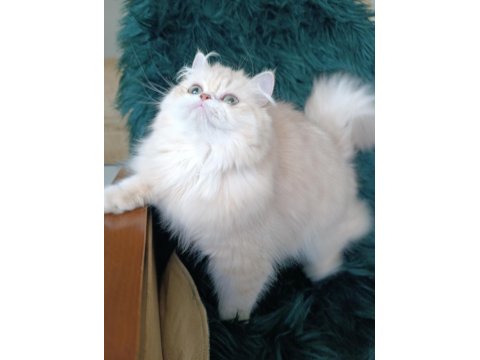 Cy 11 Şecere Belgesi Safkan Dişi 7 Aylık British Longhair