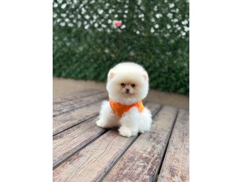 Dişi Ve Erkek Teddy Bear Garantili Pomeranian