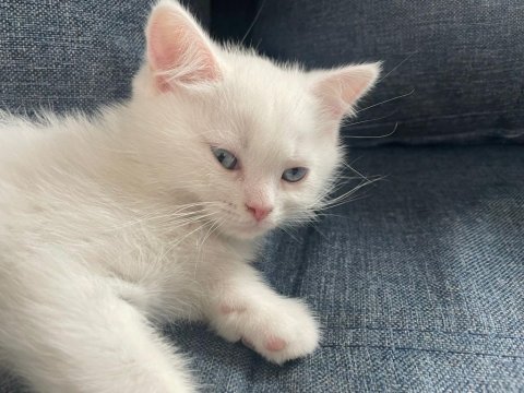 Beyaz British Longhair Yavru Erkek Kedisi