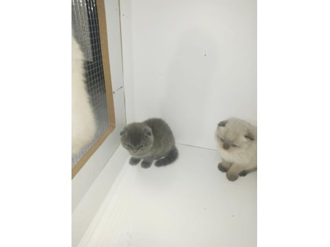 40 Günlük Scottish Fold Yavrular