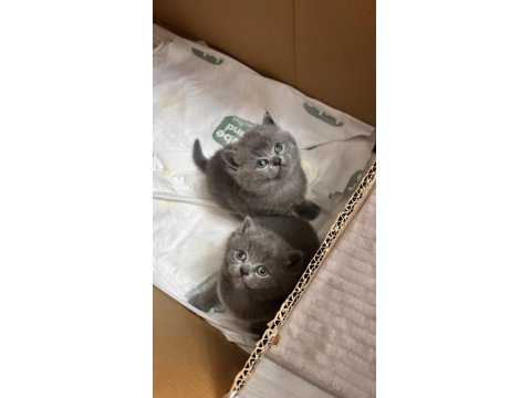 British Shorthair Bebek Kedilerimiz