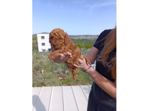 İzmir Toy Poodle Yavrular