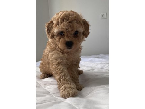 Toy Poodle Dişi Yavrum