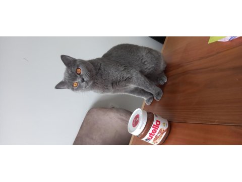 Kedimiz Maya Dişi Kısırlaştırıldı