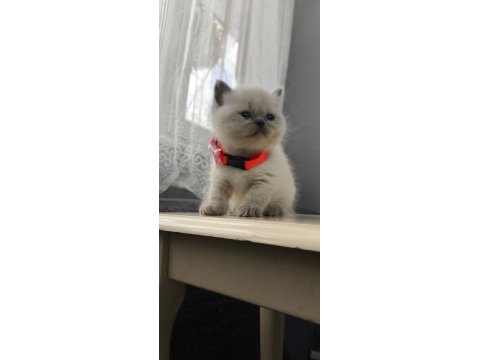 2 Aylık British Shorthair Pluepoint Yavrularım