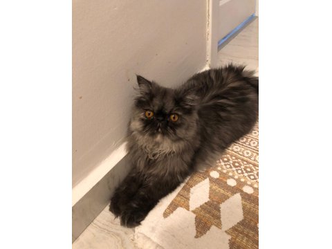 6 Aylık Dişi İran Persian Kediler