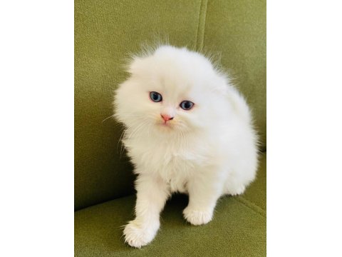 Scottish Fold Pamuk Prenseslerim