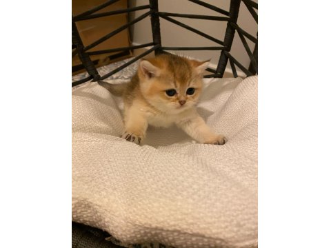 Ny11 Golden British Shorthair Erkek Bebek