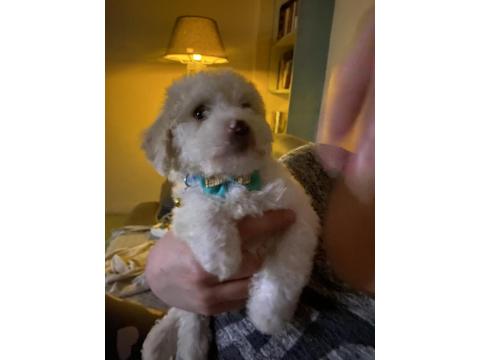 Sahiplendirilecek Terrier