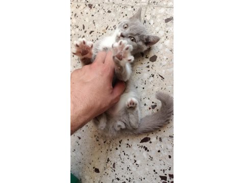 70 Günlük 2 Erkek Kardeş Kedimiz Uyguna