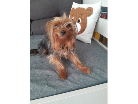 Oyuncu Ve Şımarık Yorkshire Terrier