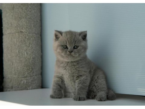 Topaç Kafa Gri British Shorthair