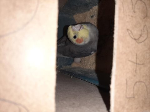 Seri Üretim Çift Sultan Papağanı