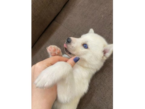 Sibirya Kurdu Yavru Köpekleri