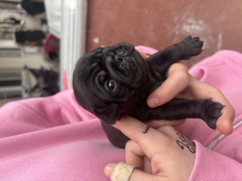Safkan Pug Bebekleri